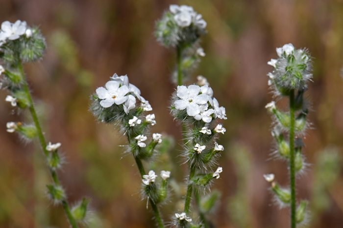 Bearded Cryptantha; note in the photo that the flowering stems (inflorescences) are often seen in pairs. The flowers bloom in early spring from February or March through May or June. Cryptantha barbigera